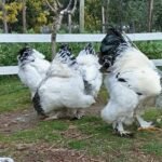 WhatsApp Image 2025 11 27 at 12.54.04