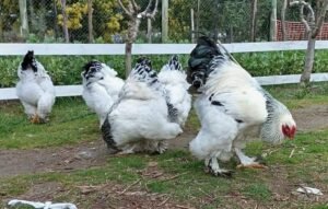 WhatsApp Image 2025 11 27 at 12.54.04