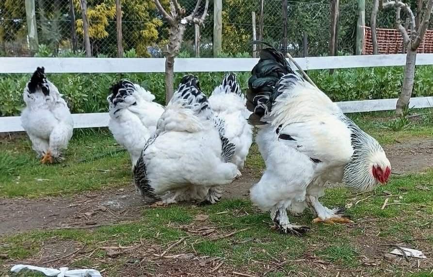 WhatsApp Image 2025 11 27 at 12.54.04